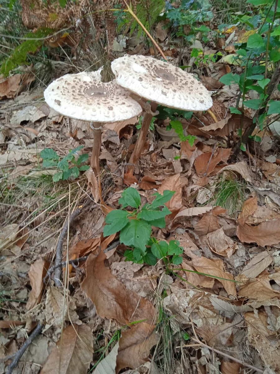 Stagione dei funghi, l'Ausl rafforza i controlli gratuiti: "Così si evitano possibili intossicazioni"