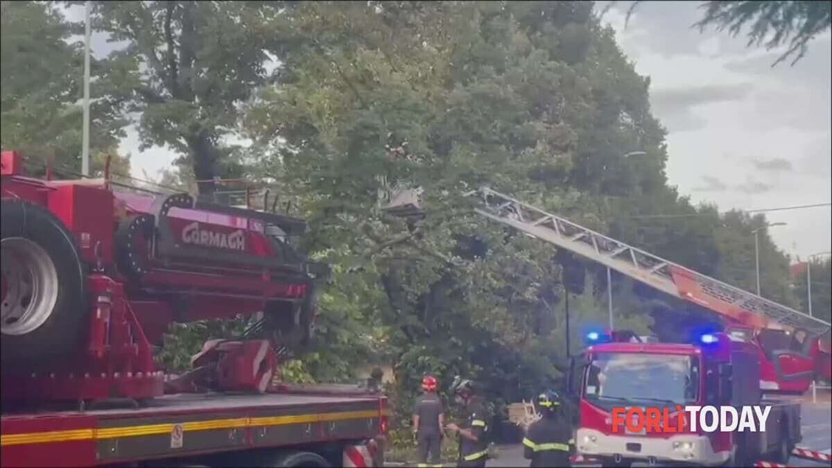 Albero pericolante in via Solombrini: i Vigili del fuoco intervengono con l'autoscala