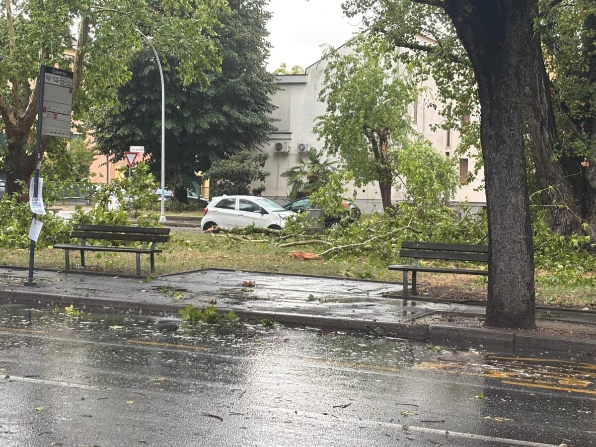 Crolli di alberi anche in viale Risorgimento