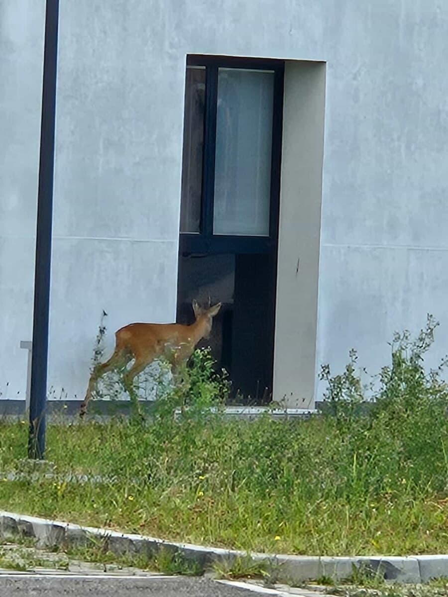 Ospite inatteso in uno stabile di Romagna Acque: capriolo recuperato dopo una breve fuga