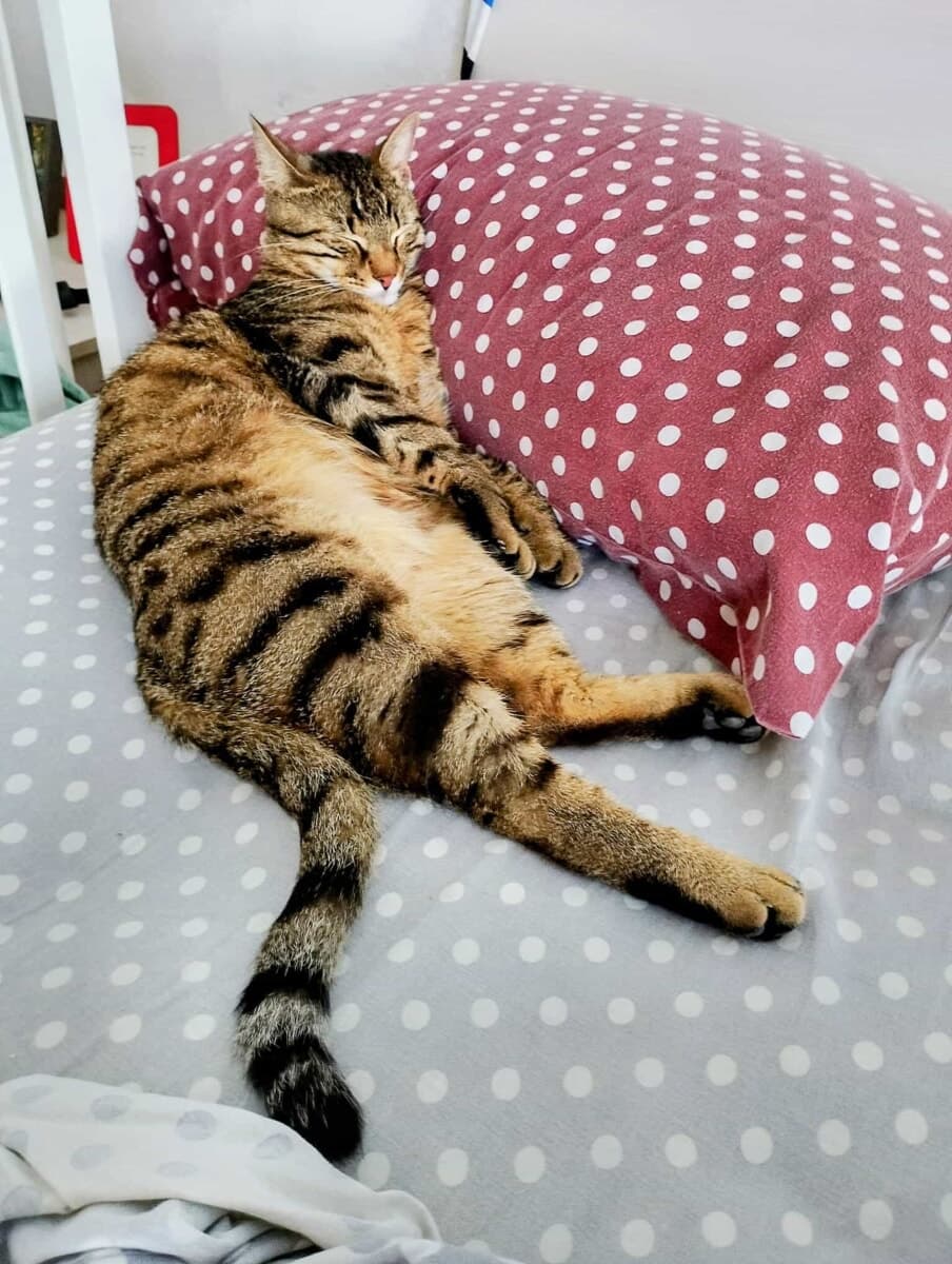 Smarrito il gatto Mino, l'appello della lettrice: "Non torna da un giorno"