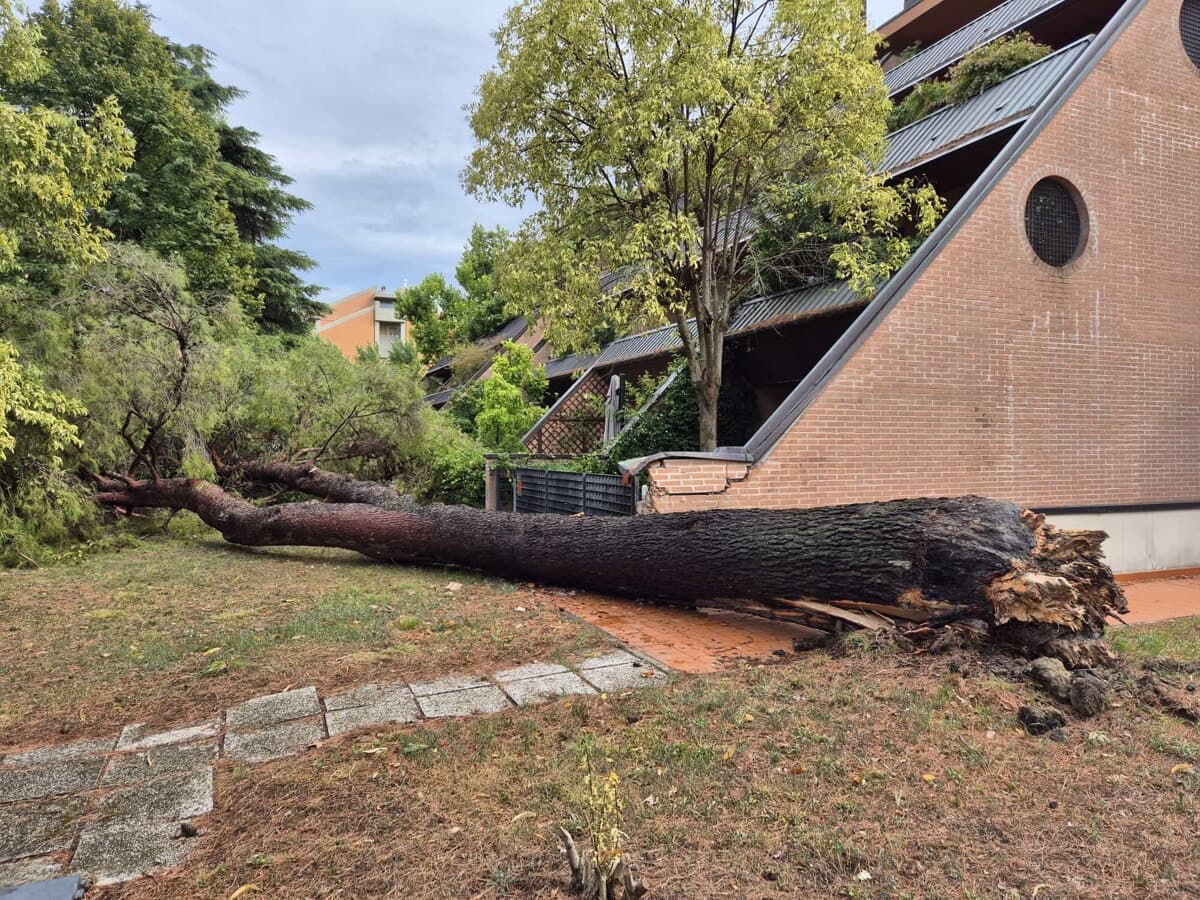 Grande albero si abbatte su edificio residenziale