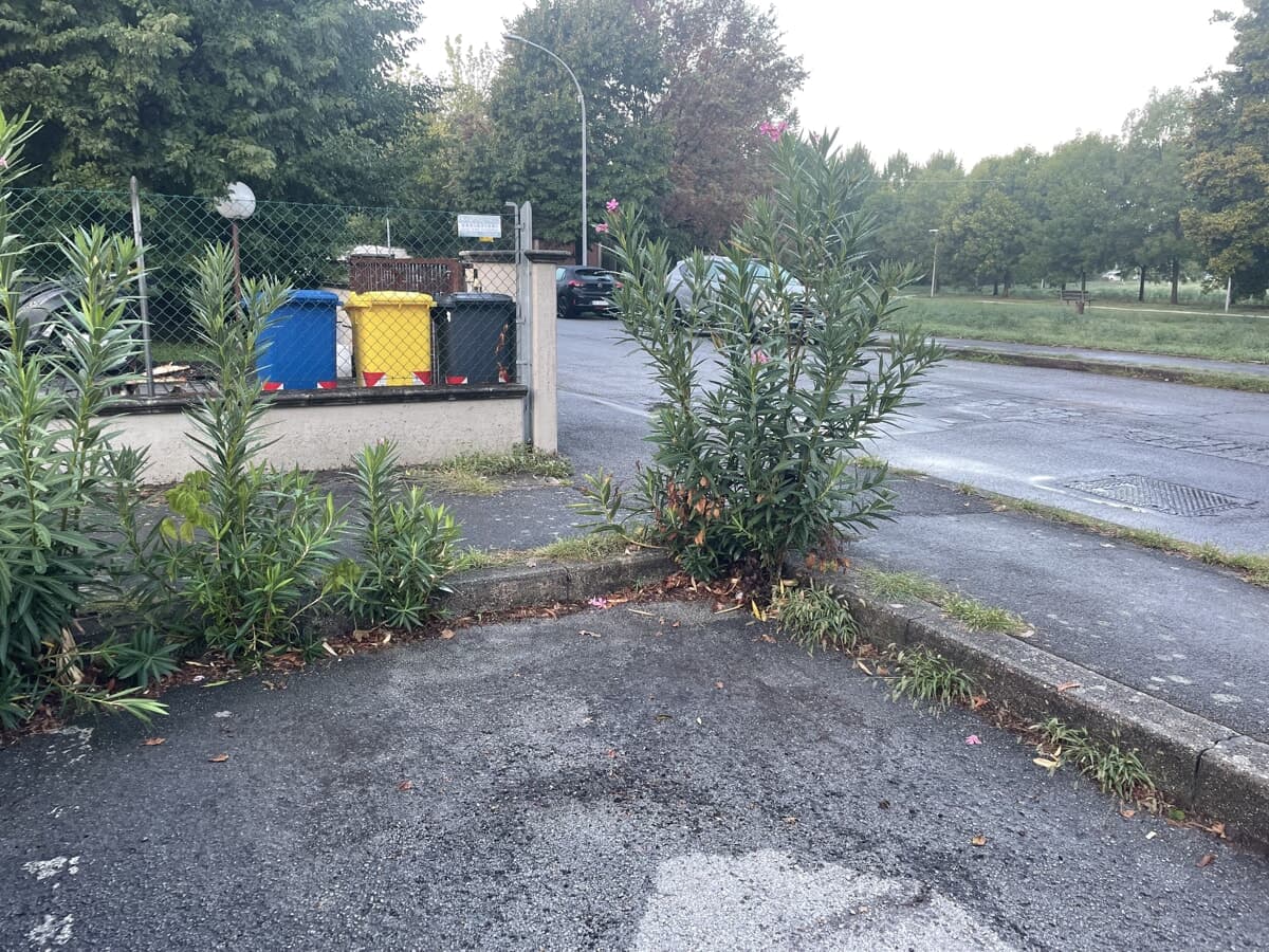 “Il parcheggio lasciato all’incuria, spuntano le piante dall’asfalto”