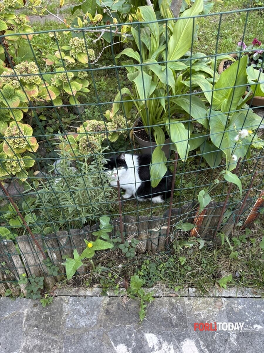 "Qualcuno ha smarrito un gatto bianconero?"