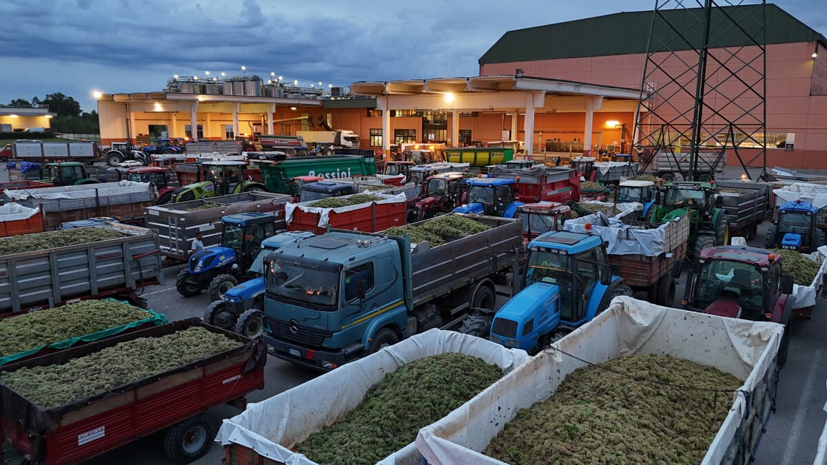 Vendemmia, il cambiamento climatico fa perdere fino al 20% delle uve in collina: "Cooperazione per non arretrare"