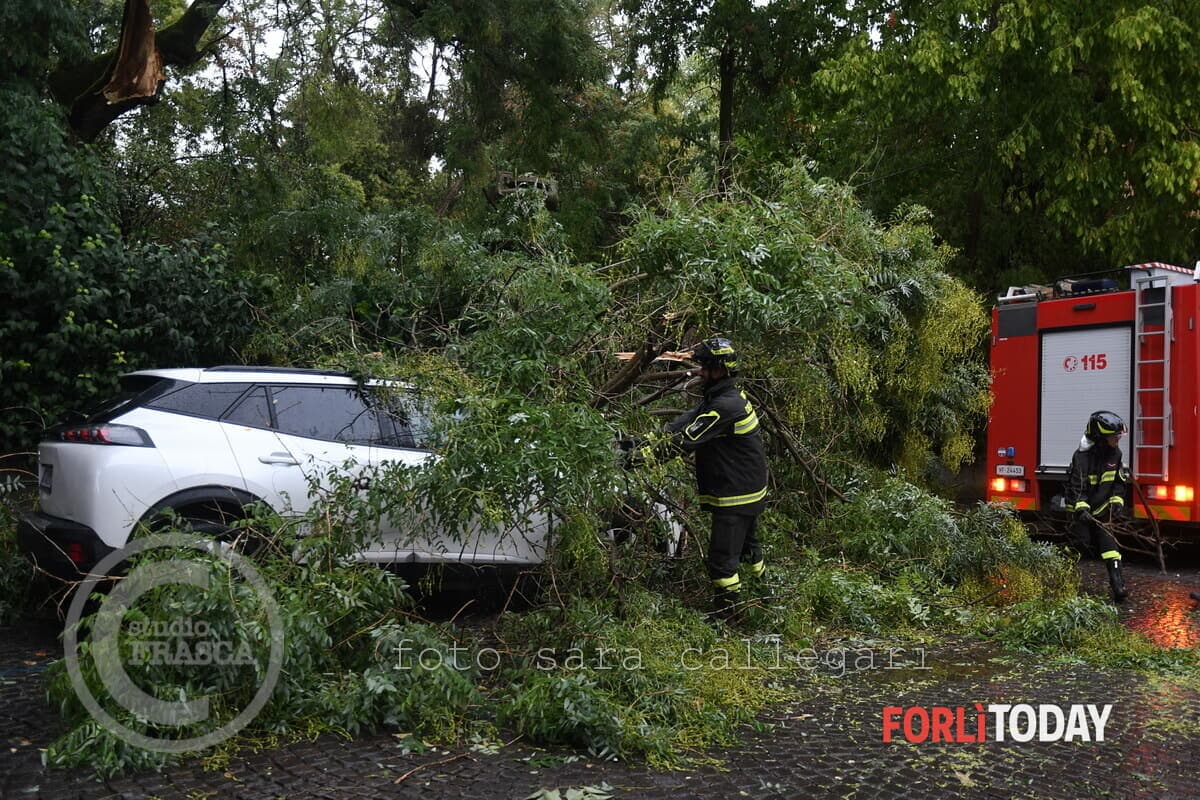 Temporale attraversa il forlivese, crolla un albero in via Giorgio Regnoli. A San Tomè raffiche di oltre 85 km/h