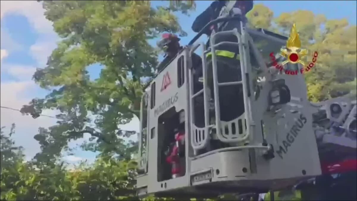 Fortunale nel Forlivese, uno 'stillicidio' di alberi e rami: il super lavoro dei Vigili del fuoco