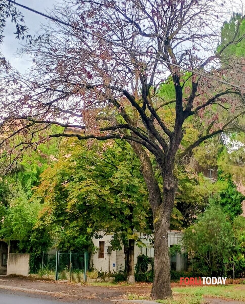 "Piante secche da tagliare in viale Risorgimento"