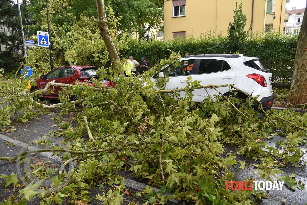 Centinaia di alberi ko, verso la richiesta dello stato di calamità. L'assessore Petetta: "Fortunati che non vi siano stati feriti"