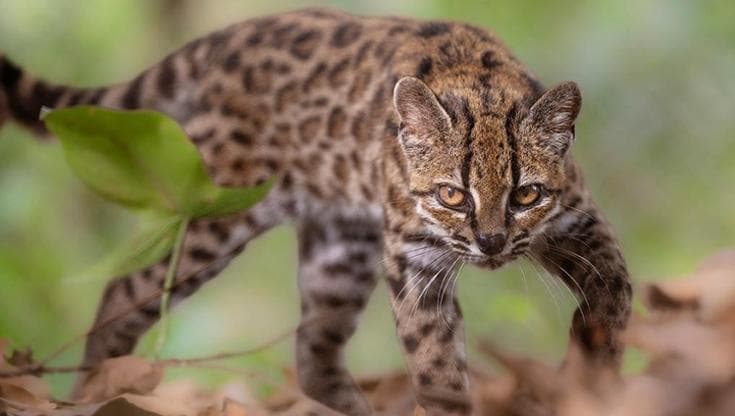 Bolivia, individuato il gatto tilcayo: una nuova specie di felino dopo più di cent'anni