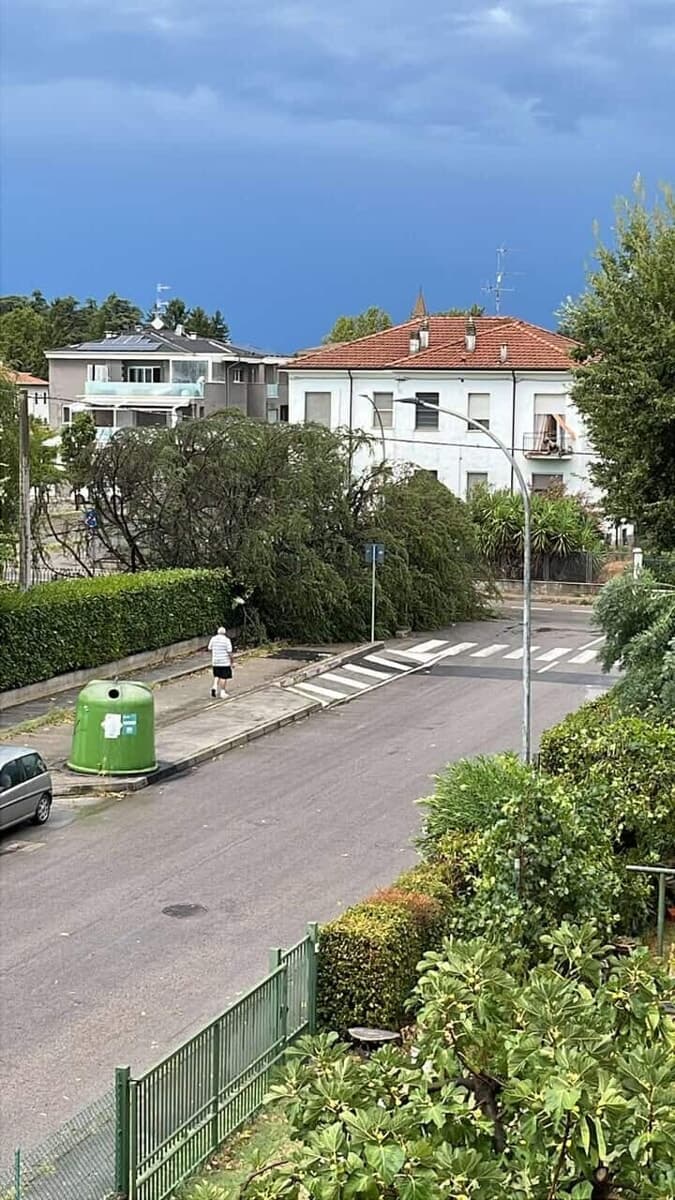 Albero crollato a San Martino in Strada all'incrocio fra via Monda e via Marco Briganti