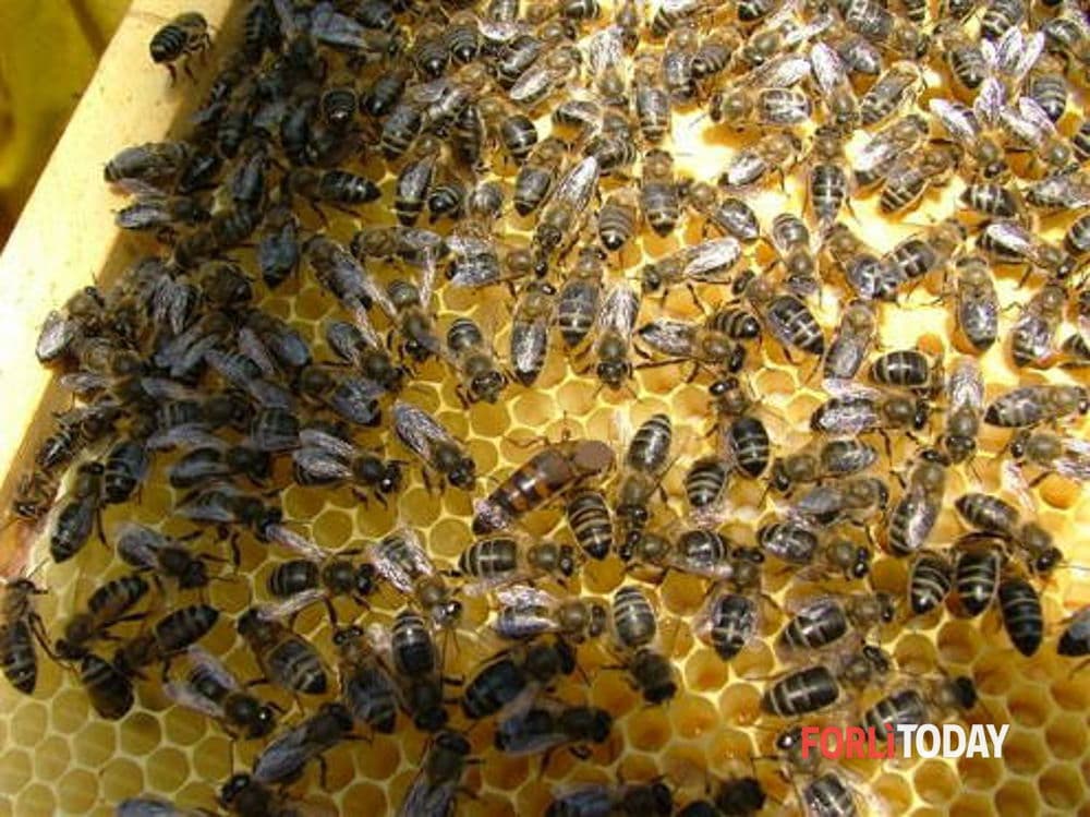 Torna "Urban Nature": il Wwf organizza una passeggiata in centro alla scoperta degli insetti impollinatori