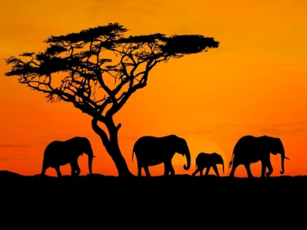 Dalla sanità alla forza della semplicità: Medici con l'Africa porta la voce del continente in città