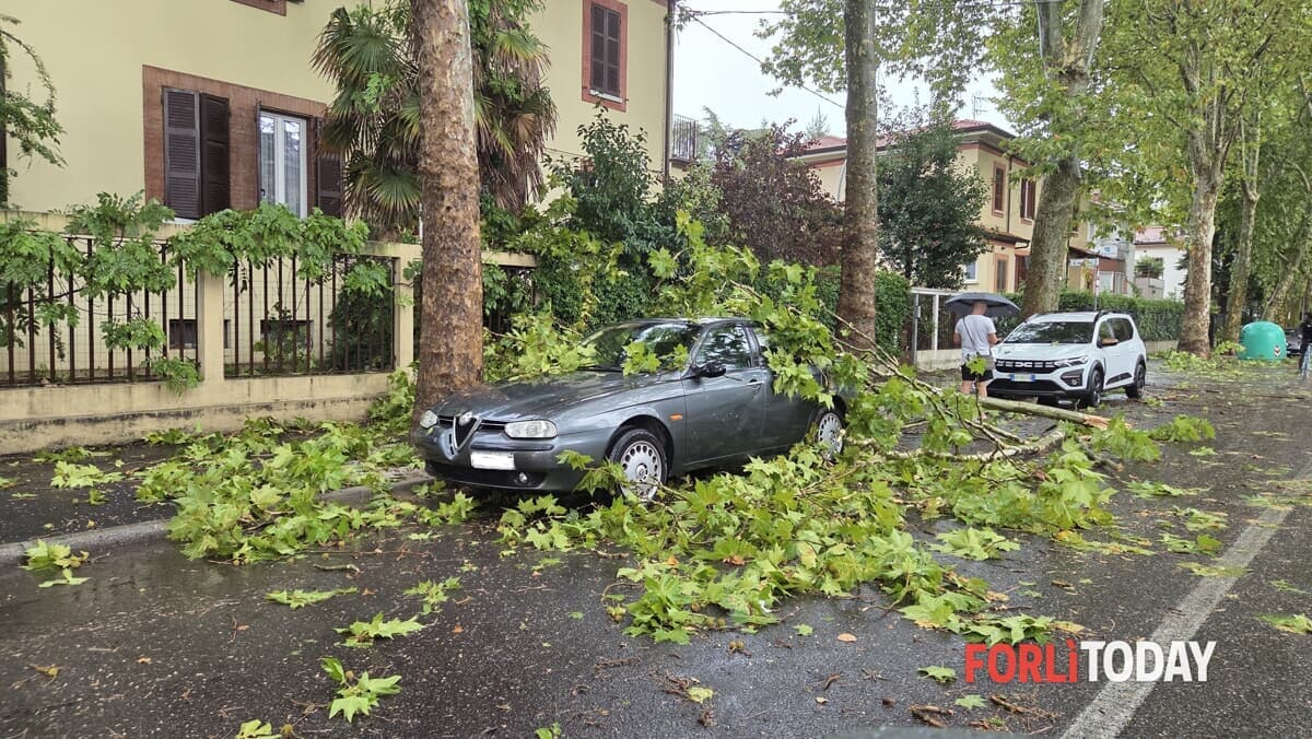 Strage di alberi in viale Spazzoli: crolli anche su auto