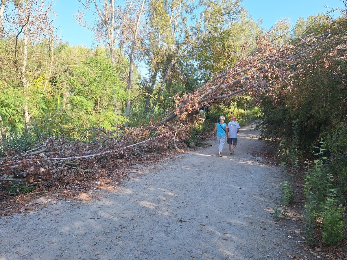Gli alberi restano spezzati a metà sul ciglio della strada: "Soluzioni pessime e bieca burocrazia"