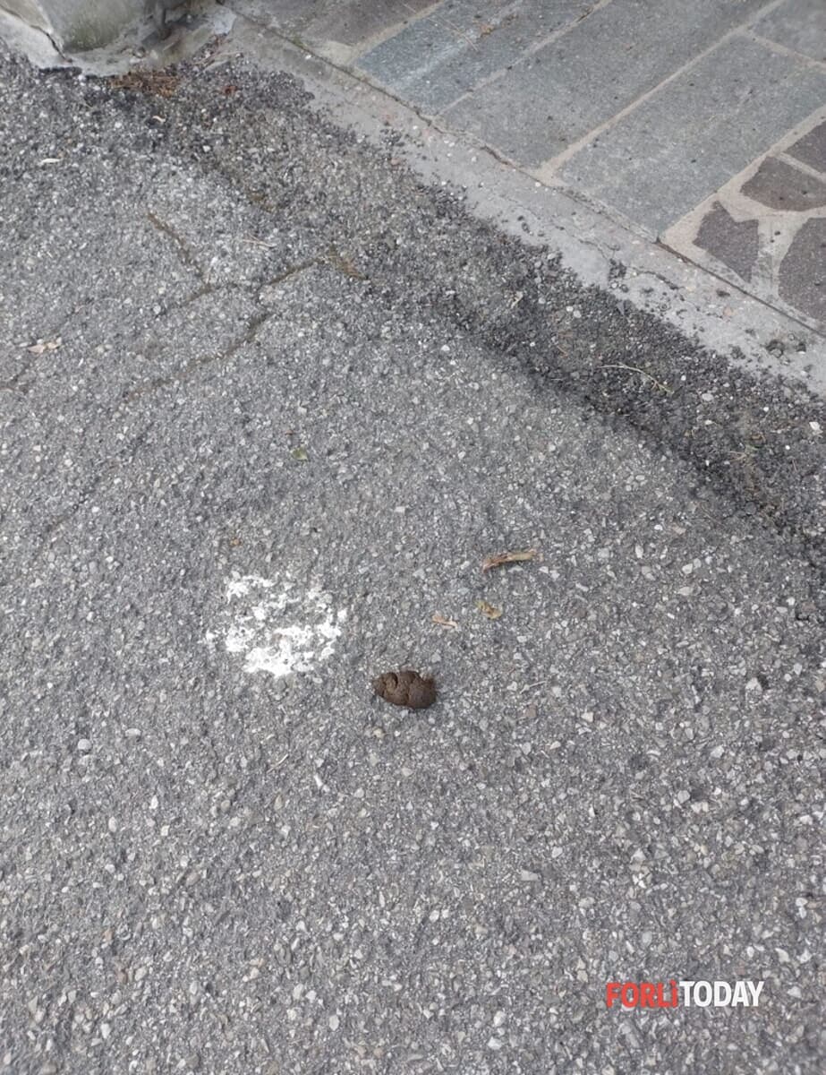 "Deiezioni e cani senza guinzaglio, via Fanti e il parco Dragoni sono un campo minato"