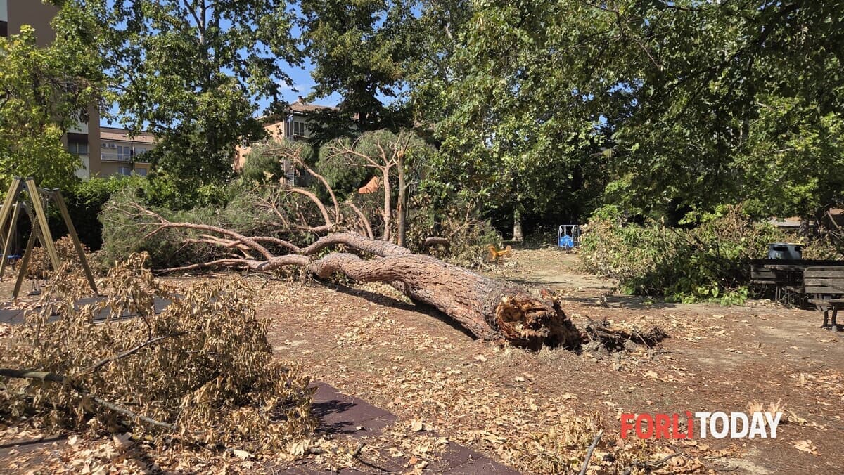 Sopralluogo al parco devastato: 20 alberi crollati o compromessi, decine di altri danneggiati e giochi distrutti