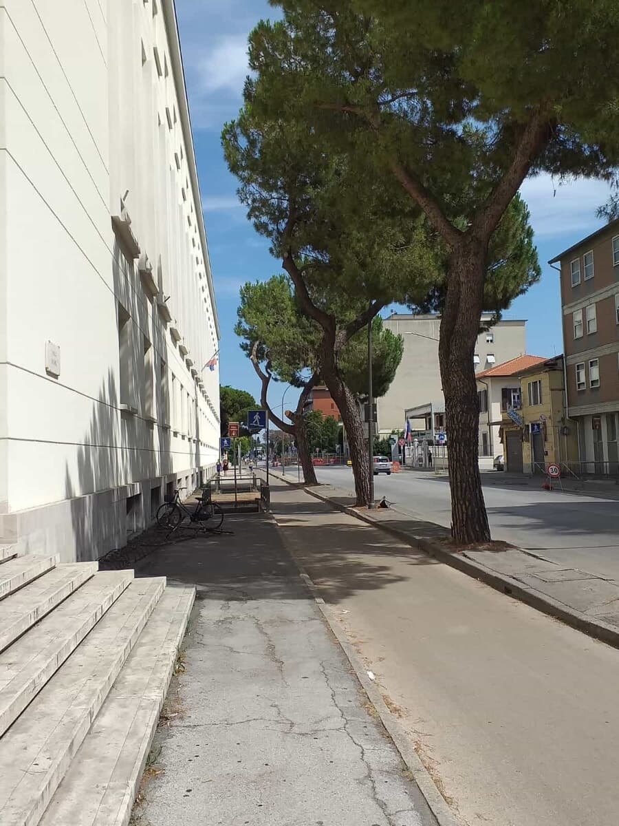 Viale Roma, l'assessore Petetta respinge le accuse dei Verdi: "I tre pini sono ancora lì"