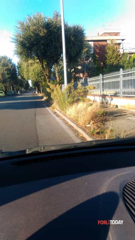 Alberi a rischio pericolo in via Risorgimento