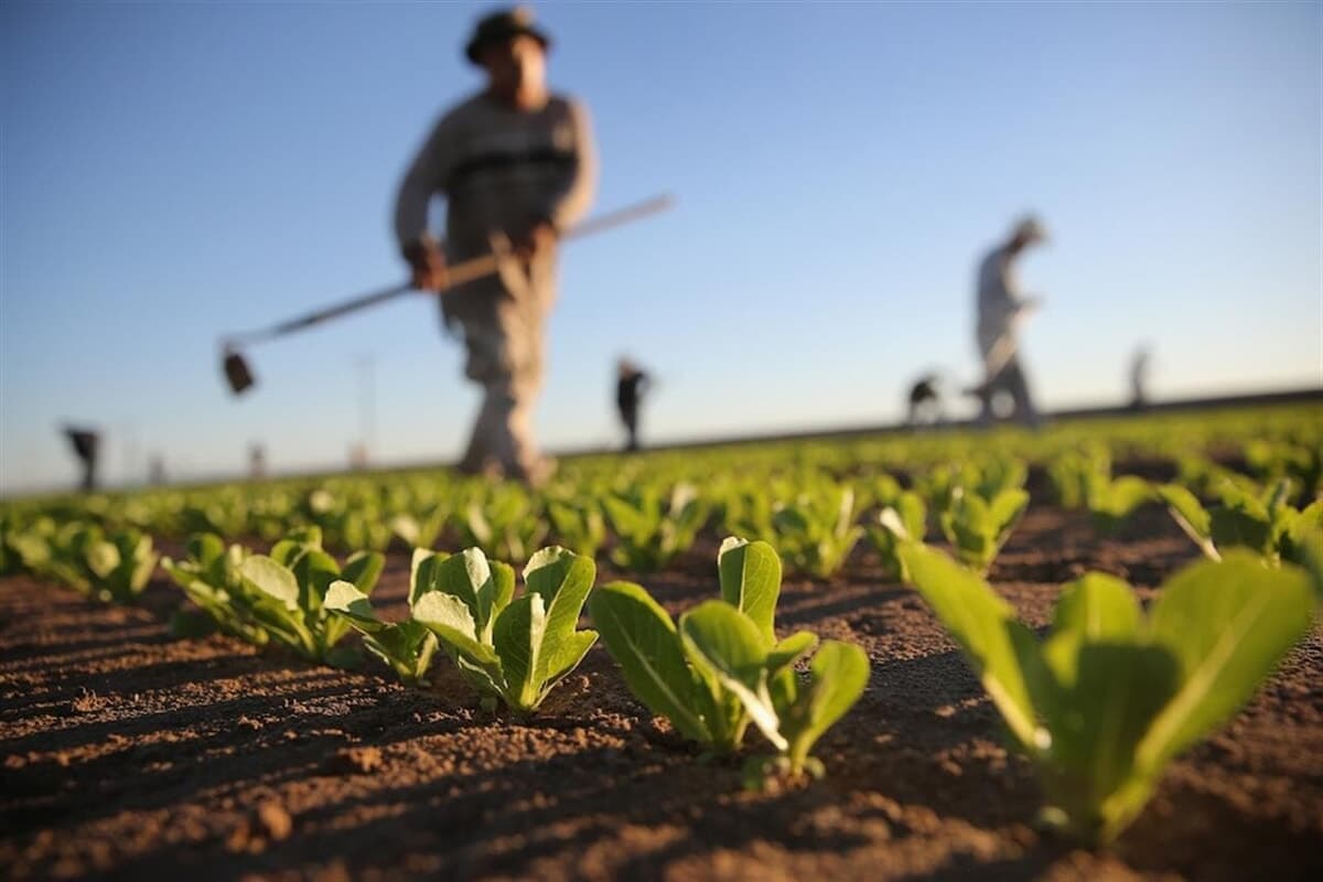 Sessanta milioni per trasformare la filiera agricola: il maxipiano per spingere l'export e la sostenibilità