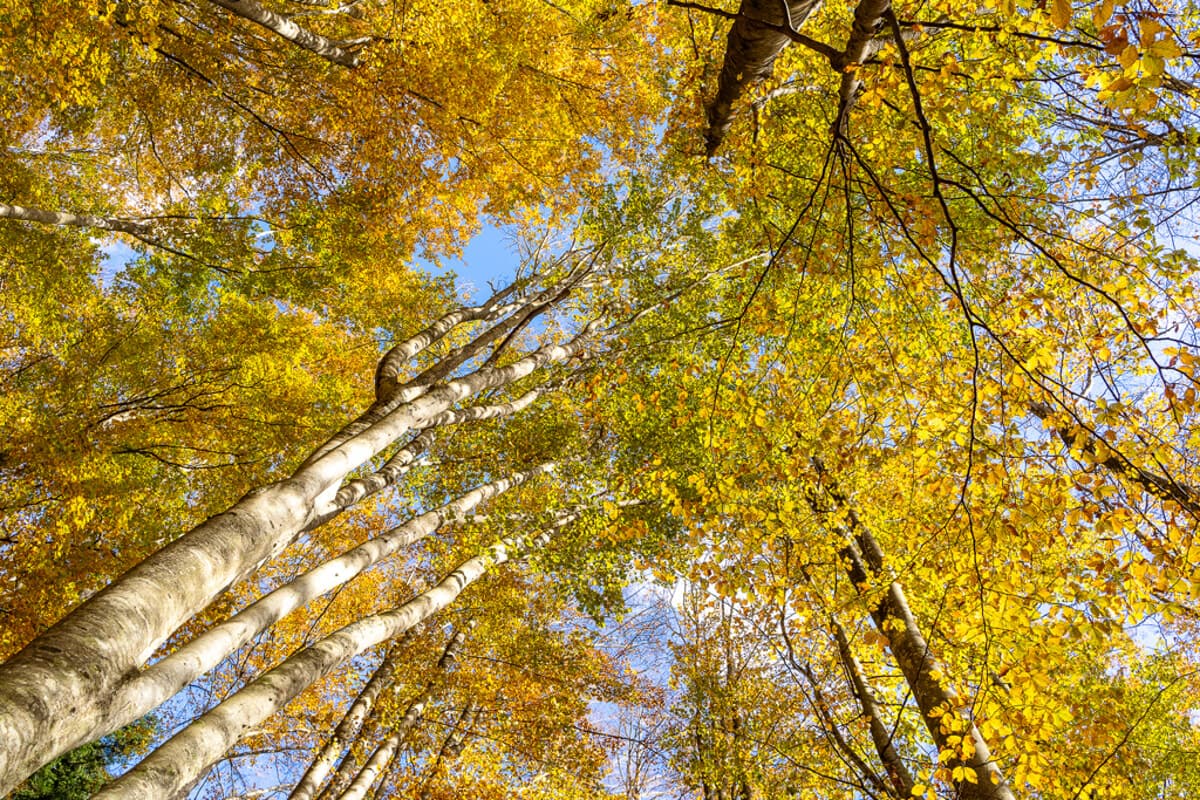 Boschi in festa a Santa Sofia e Campigna con il Festival del Fall Foliage: due giorni immersi tra natura, trekking e gusto