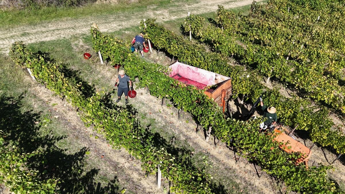 Dalla vigna alla bottiglia: chi guida e quanto vale il business del vino nel Forlivese