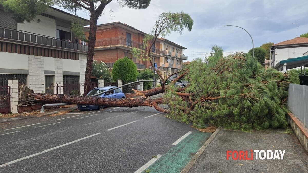 Albero crolla in via Campo di Marte: abbattuti palo della luce e un'auto