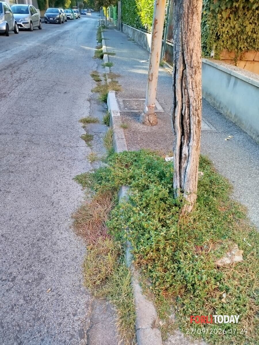 "La portulaca sui marciapiedi"