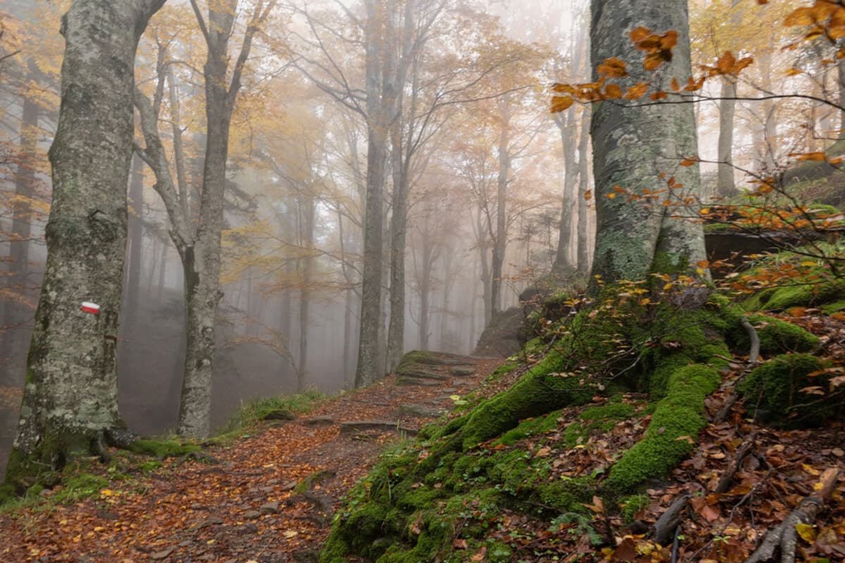 L'Appennino tra spiritualità e natura: da Passo della Calla a Camaldoli per Autunno Slow