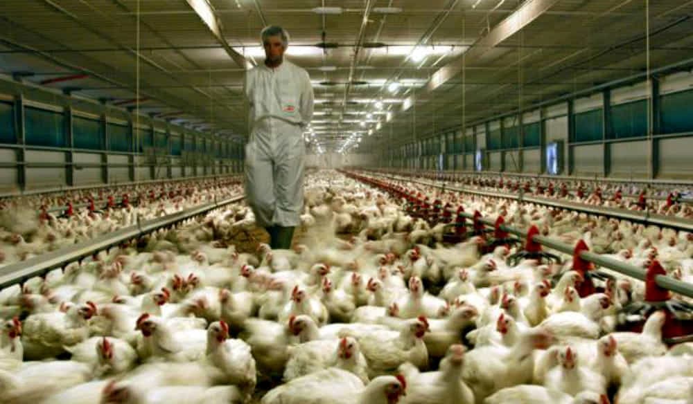 Benessere animale, dalla Regione quasi 35 milioni per sostenere 142 progetti