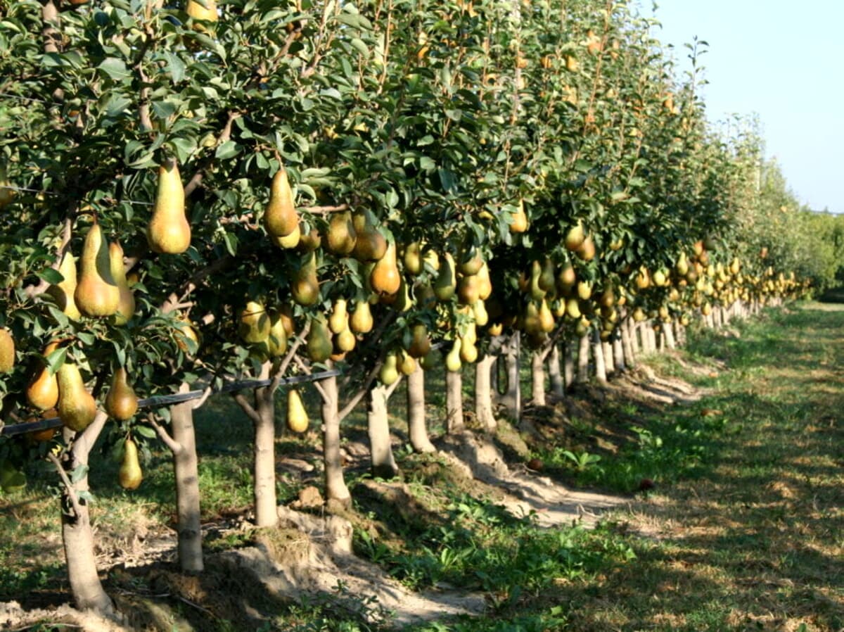 Notte Europea dei Ricercatori: il Crea di Forlì apre le porte dell’azienda sperimentale