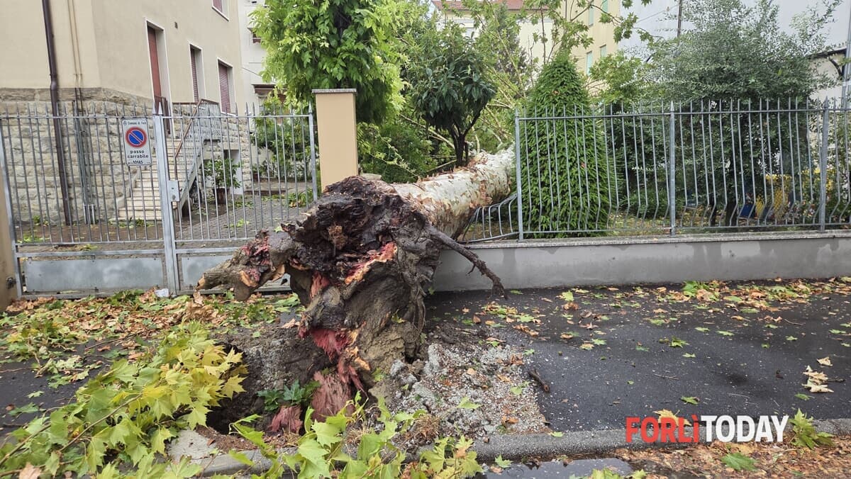 Spavento per gli automobilisti in viale Spazzoli. Sul posto Vigili del fuoco e ambulanza