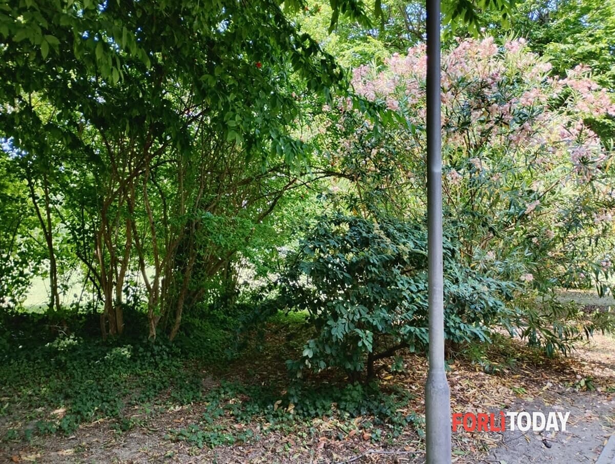 "Verde invadente, illuminazione oscurata e sicurezza a rischio in via Europa"
