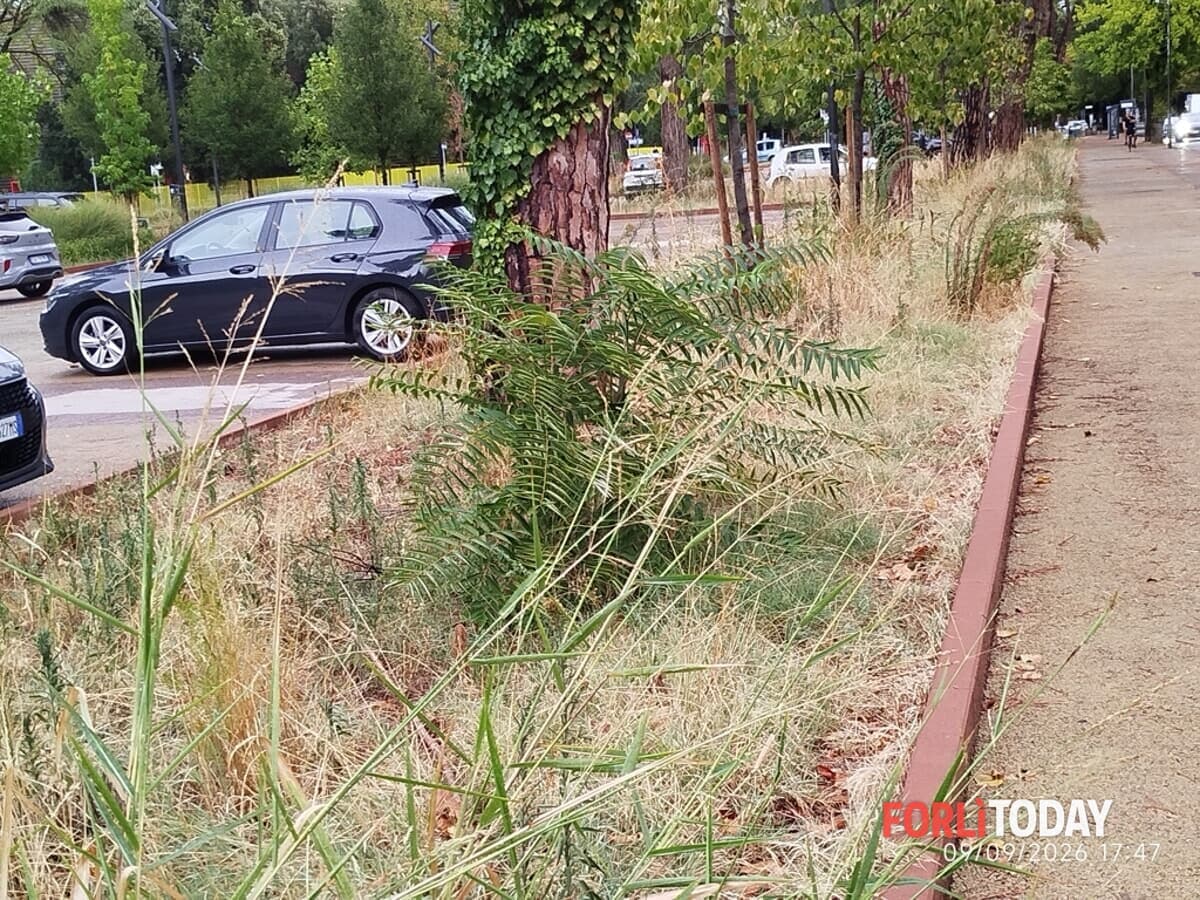 "Foresta di sterpaglie in diverse zone della città"