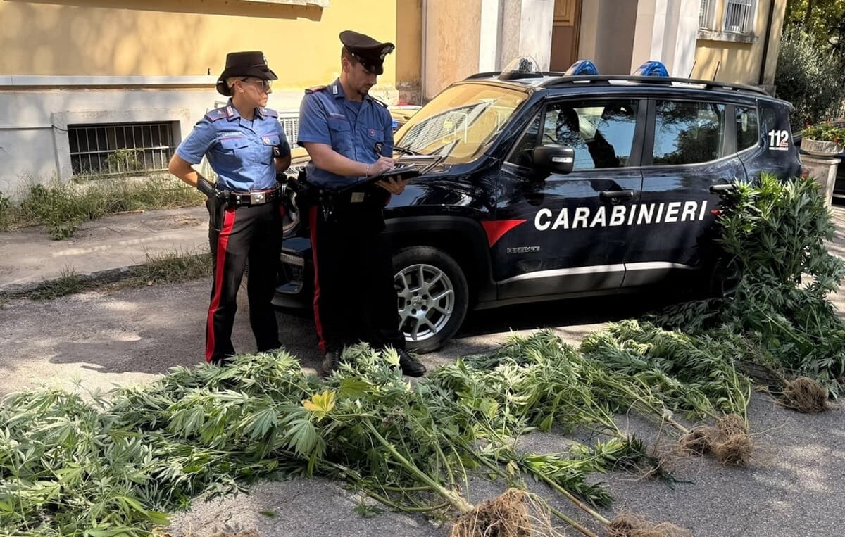 Aveva 6 piante di marijuana in giardino e hashish in casa: arrestato
