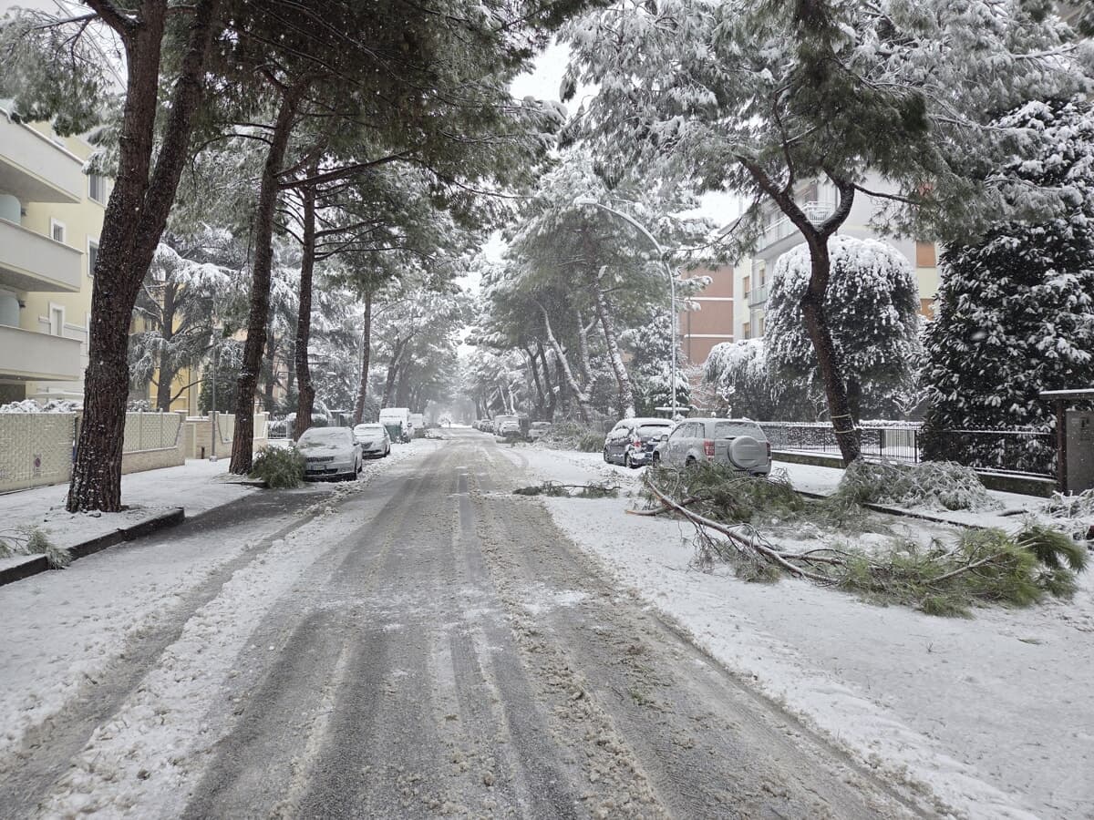 Crolla un albero sulle sue due auto di famiglia: l'assicurazione non paga e il Comune si fa di nebbia