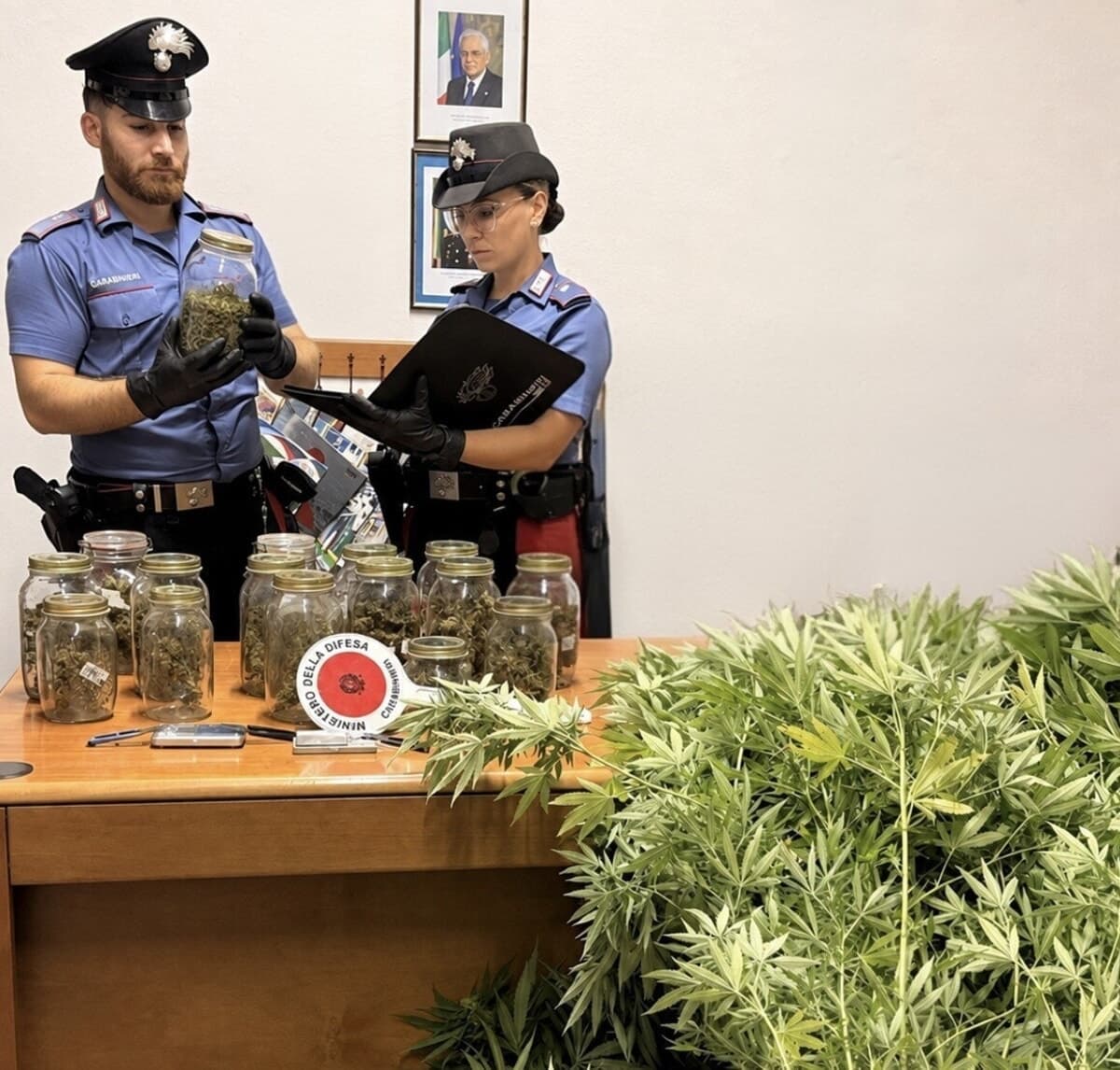Un terreno agricolo stupefacente, scoperta piantagione di marijuana: 45enne nei guai