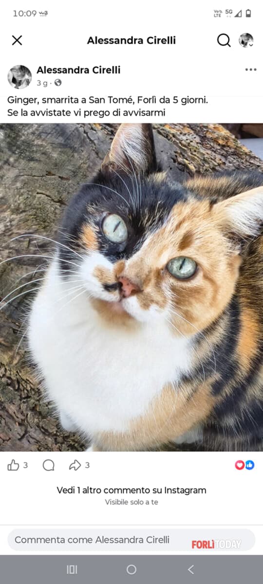 Ginger, gatta smarrita in zona San Tomé