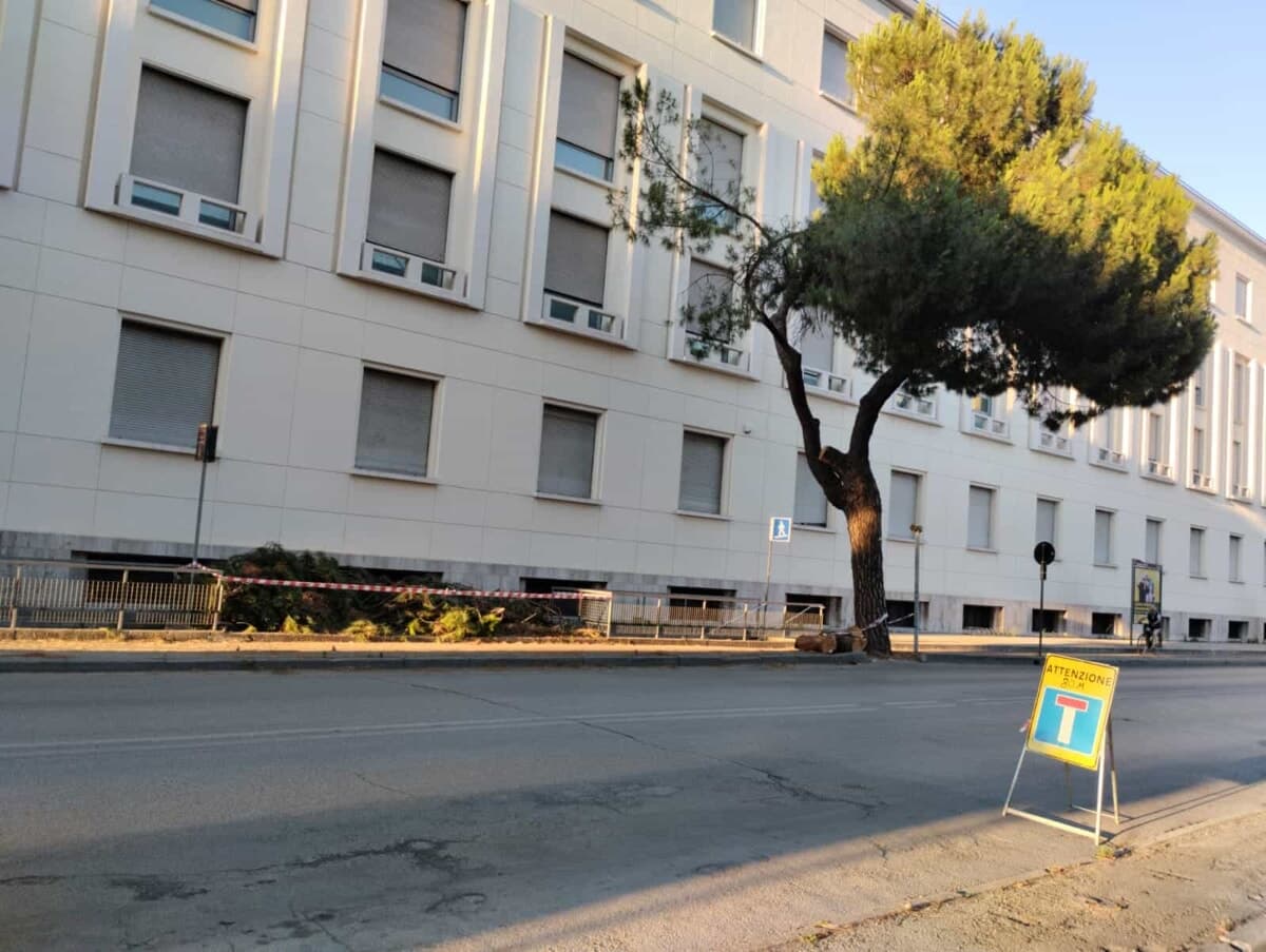 Abbattuto un altro pino in viale Roma, i Verdi: "Era anche una testimonianza della storia della città"