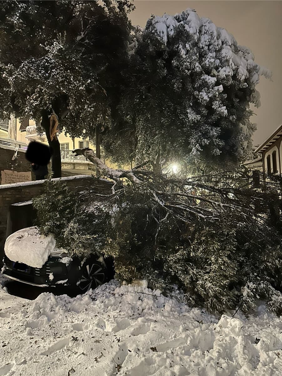 Albero crollato per la neve sulle auto, scontro sul risarcimento: "Risposte ai giornali ma non alle nostre mail"