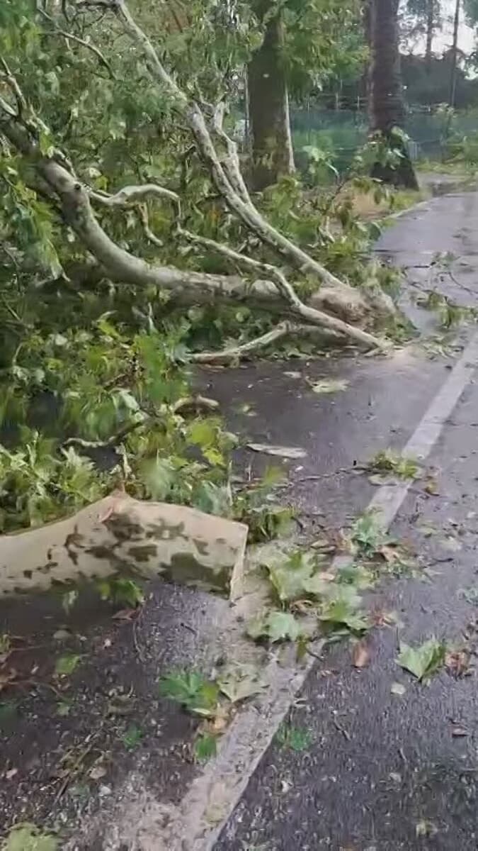 Grossi rami crollano sulla Lughese nel centro di Villafranca