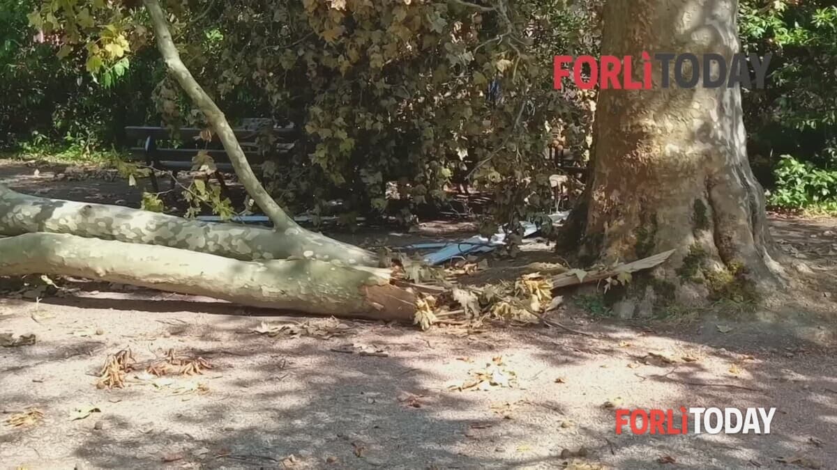 Le immagini dal parco della Resistenza ferito, Il chiosco: "Proprio ora che sarebbero arrivate famiglie e bambini"