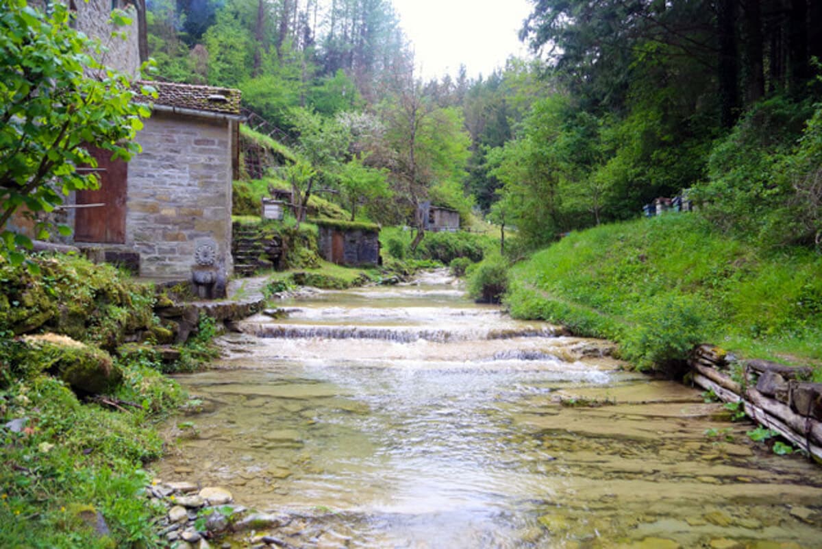 Parco Foreste Casentinesi, il presidente Lucacci frena sugli ampliamenti: "Prima regolamento, organico e risorse"